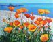Vibrant California Poppies by the Ocean original oil painting 20x24 inches by Iryna Stakhiv